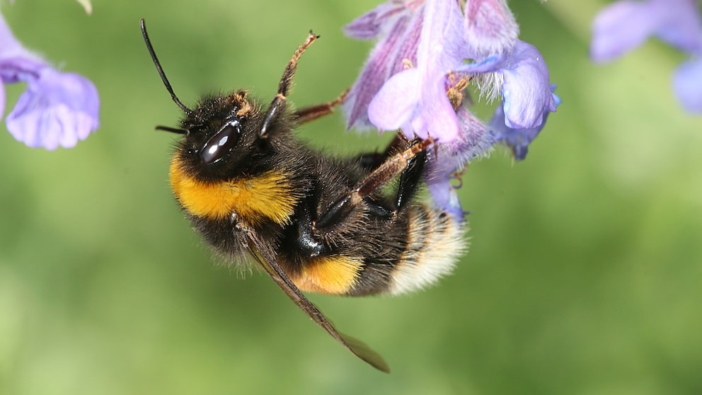 Buff-tailed bumblebee (Bombus terrestris) on a flower