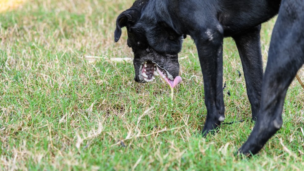 Dog vomiting on an empty stomach