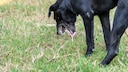 Dog vomiting on an empty stomach