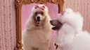 White Poodle in Front of a Gold-Framed Mirror