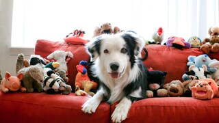 Border collie on a red sofa surrounded by stuffed animals and toys