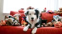 Border collie on a red sofa surrounded by stuffed animals and toys