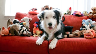 Border collie on a red sofa surrounded by stuffed animals and toys