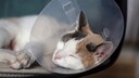 Cat Neutering