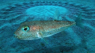Pufferfish Torquigener albomaculosus in front of an underwater garden it has created