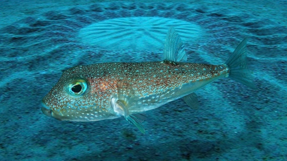 Pufferfish Torquigener albomaculosus in front of an underwater garden it has created