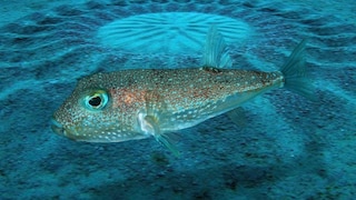 Pufferfish Torquigener albomaculosus in front of an underwater garden it has created