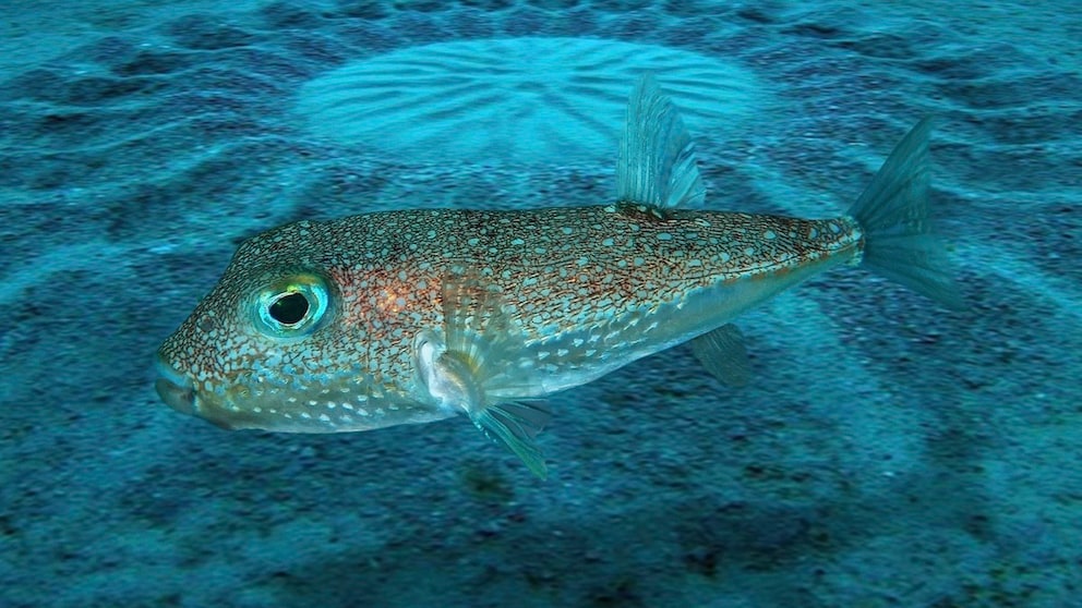 Pufferfish Torquigener albomaculosus in front of an underwater garden it has created