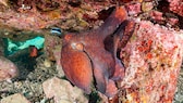 Large blue octopus (Octopus cynea) underwater with a fish