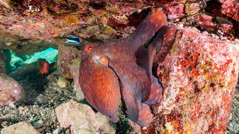 Large blue octopus (Octopus cynea) underwater with a fish