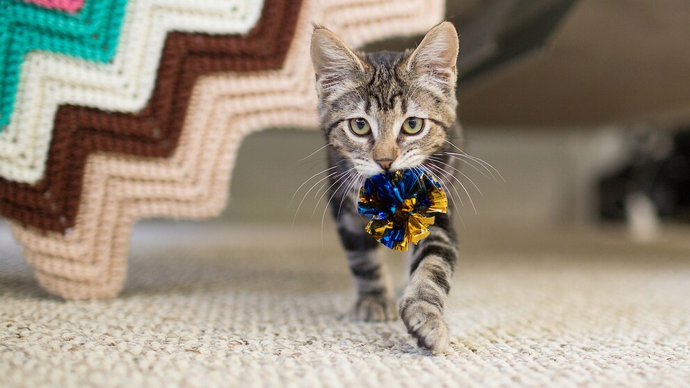 Kitten carries a toy in its mouth