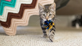 Kitten carries a toy in its mouth