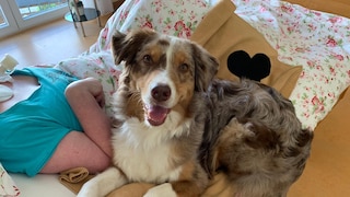 Therapy dog