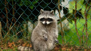 Raccoon