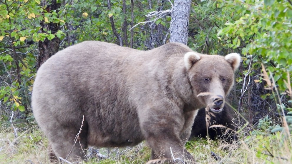 Grazer, the winner of Fat Bear Week 2024