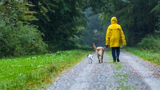 A woman walks her dogs in a storm
