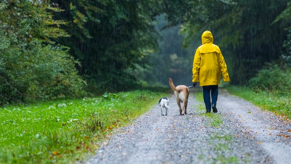 A woman walks her dogs in a storm