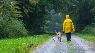 A woman walks her dogs in a storm