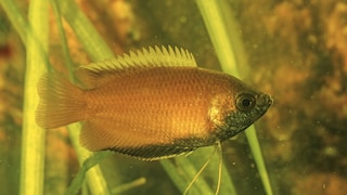 Honey Gourami