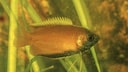 Honey Gourami