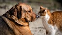 Cat and dog touch each other with their noses