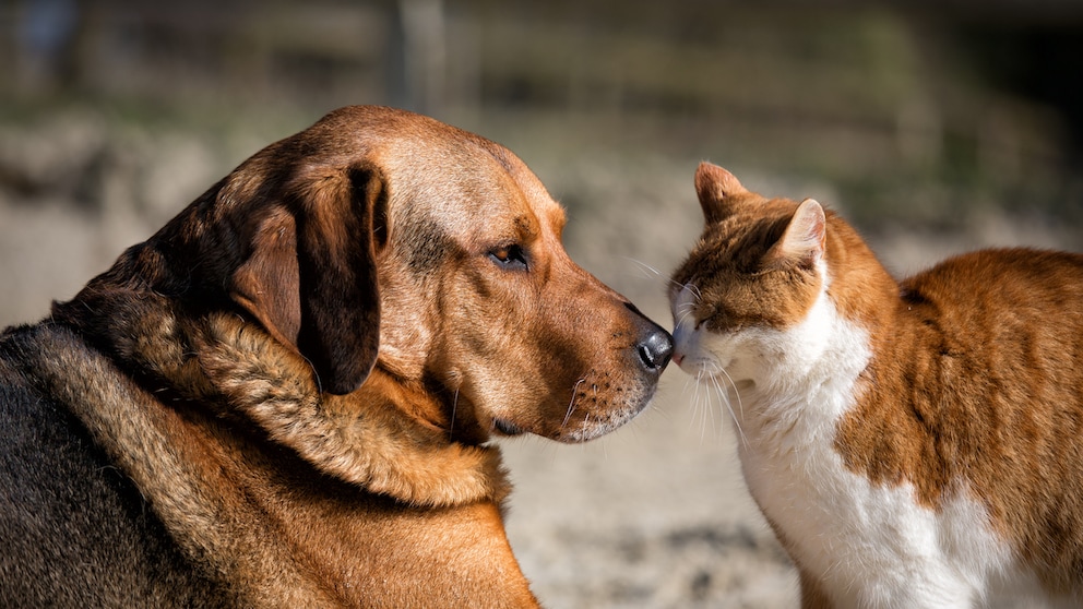 Cat and dog touch each other with their noses