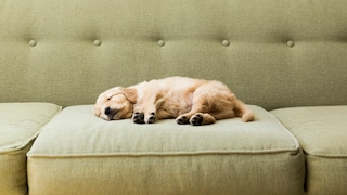 A puppy sleeps on a sofa.