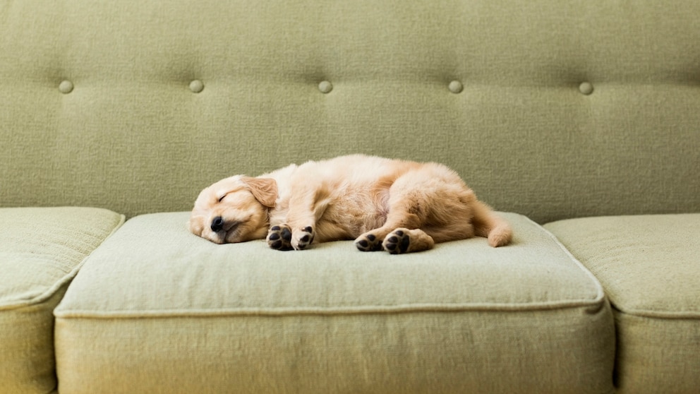 A puppy sleeps on a sofa.