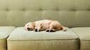 A puppy sleeps on a sofa.
