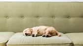 A puppy sleeps on a sofa.