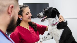 A dog on the vet's treatment table with two people