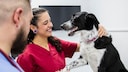 A dog on the vet's treatment table with two people