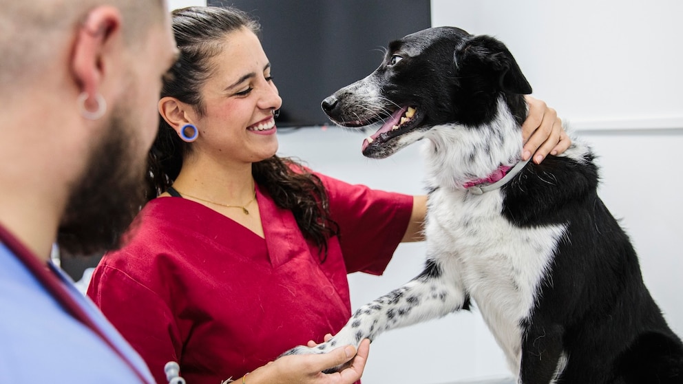 A dog on the vet's treatment table with two people