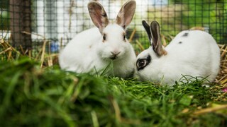Two rabbits sit in an enclosure in the grass.
