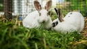 Two rabbits sit in an enclosure in the grass.