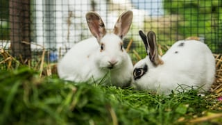 Two rabbits sit in an enclosure in the grass.