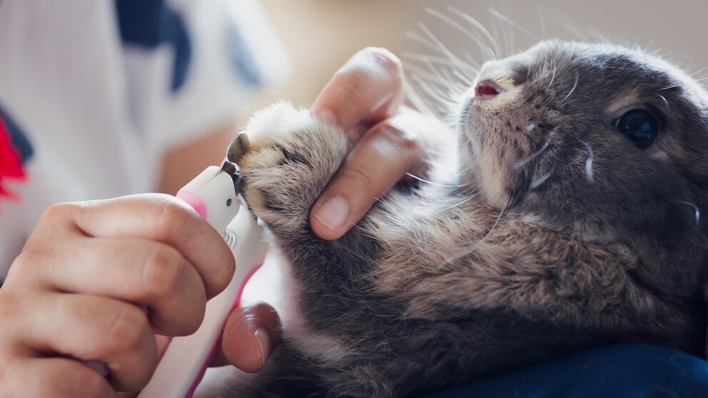 Cut rabbit claws