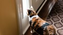 A cat looks through a window by the door, is alone