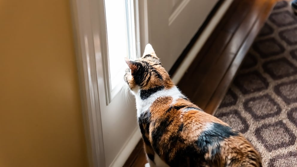 A cat looks through a window by the door, is alone