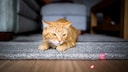 Cat Chases a Laser Pointer