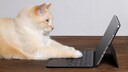 Cat learns words on a tablet
