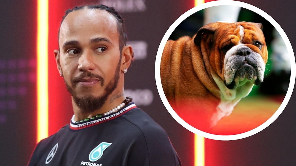 Racing driver and self-confessed vegan Lewis Hamilton also swears by a purely plant-based diet for his dog.