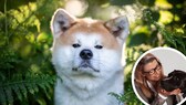 Shiba Inus have a reputation for being particularly stubborn and headstrong. But is this really the case? Dog trainer Katharina Marioth has a clear opinion on this.