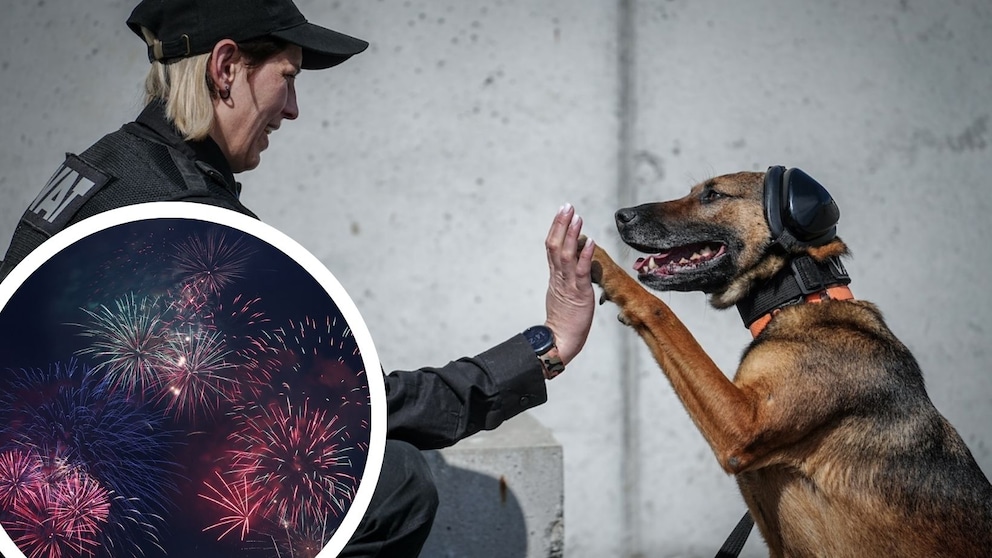 Many dogs have a panic fear of loud fireworks. Special hearing protection for animals can help here