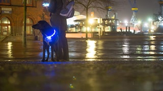 Dog with a Light-Up Collar in the City