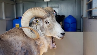 Montana Mountain King, the sheep cloned by Arthur Schubarth