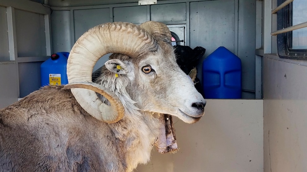 Montana Mountain King, the sheep cloned by Arthur Schubarth