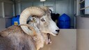 Montana Mountain King, the sheep cloned by Arthur Schubarth