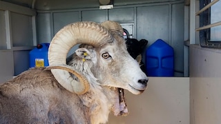 Montana Mountain King, the sheep cloned by Arthur Schubarth