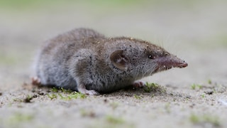 A shrew crawls on the floor